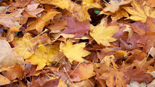 Fallen leaves in autumn